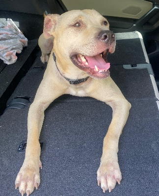 austinanimals's tweet photo. #HomeToHome Courtesy Post

Cashew has an intake appointment next month if he can't find a home. Can you help his owner keep him out of the shelter?

Learn more about Cashew and reach out to his owner here: https://t.co/mkuIvixyLb https://t.co/V9K5QVJI2e