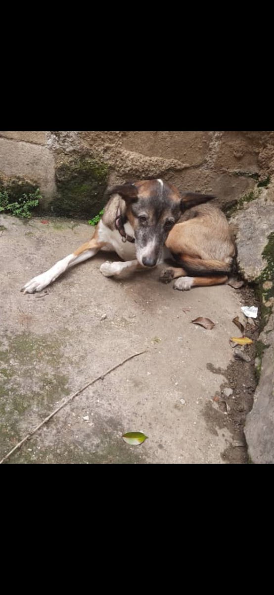 PerroUsuario's tweet photo. Caracas RT @solseereth: Este pequeño con colita  llegó a mi cuadra en la Pastora busca sus dueños o adoptantes responsables 🙏 está resguardado 04129974514 Av Sucre es un cachorro llora y siente mucho miedo https://t.co/YDcVGoVZVY