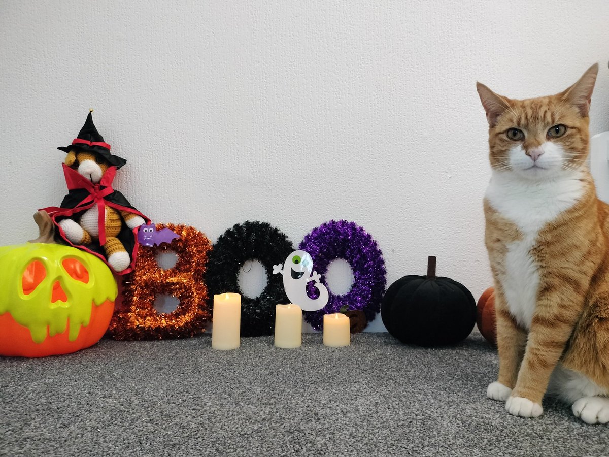 Invisshadows86's tweet image. The boys had a mini photoshoot #CatsOfTwitter #halloweencats

This is Simba. He kept coming back for more