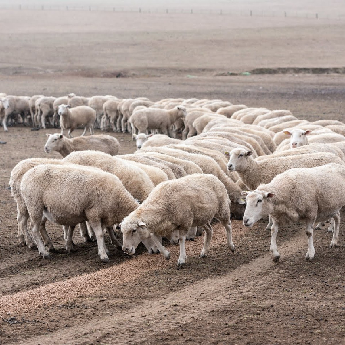 If you've got questions about feeding sheep in dry times don't miss the upcoming webinar with Geoff Duddy this Wednesday at 7 pm!

You'll learn about the key principles of managing and feeding sheep in dry times, feed options and more!

Register now 👉 brnw.ch/21wDXUt