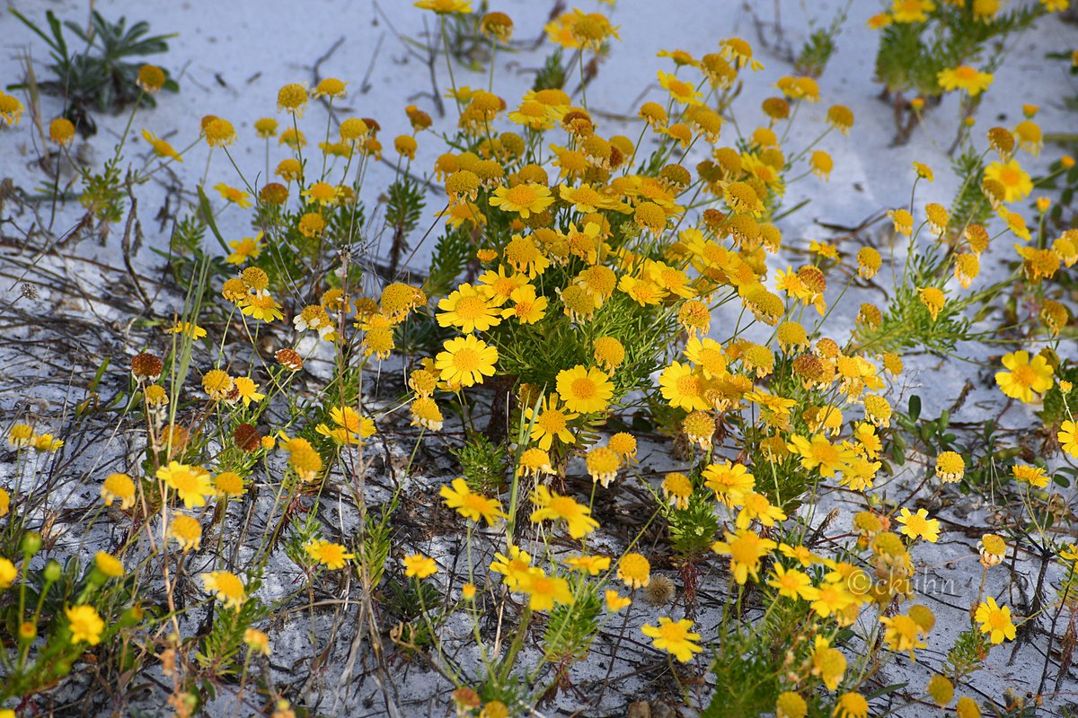 #SundayYellow #FlowerPhotography #Flowers #Beach #OkaloosaIsland 💛🌼✨