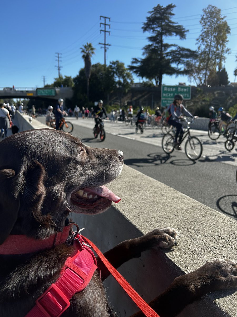 Took my JJ to #ArroyoFest it was so much fun. Now we can say not only have we played in the freeway…but we’ve also walked from #SouthPasadena to #LA (or at least the LA city limit). #SundayFunday #LivinThatLabLife #dogsoftwitter