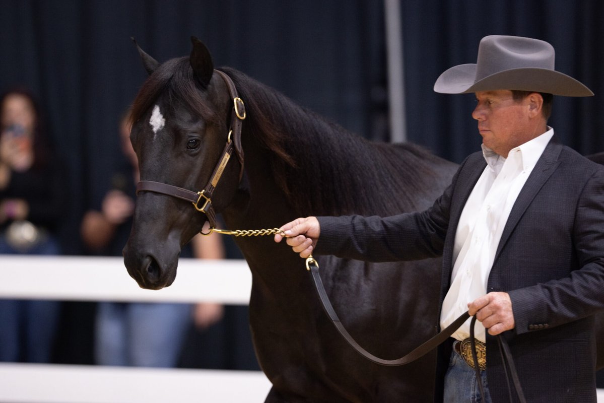 This Beautiful Colt named Blackkout just sold for $875,000 🤯

Don't have that money lying around? Crown Ribbon unlocks fractional horse ownership, making horse ownership accessible to everyone! 🐎

Join the waitlist today!
crownribbon.com/#waitlist