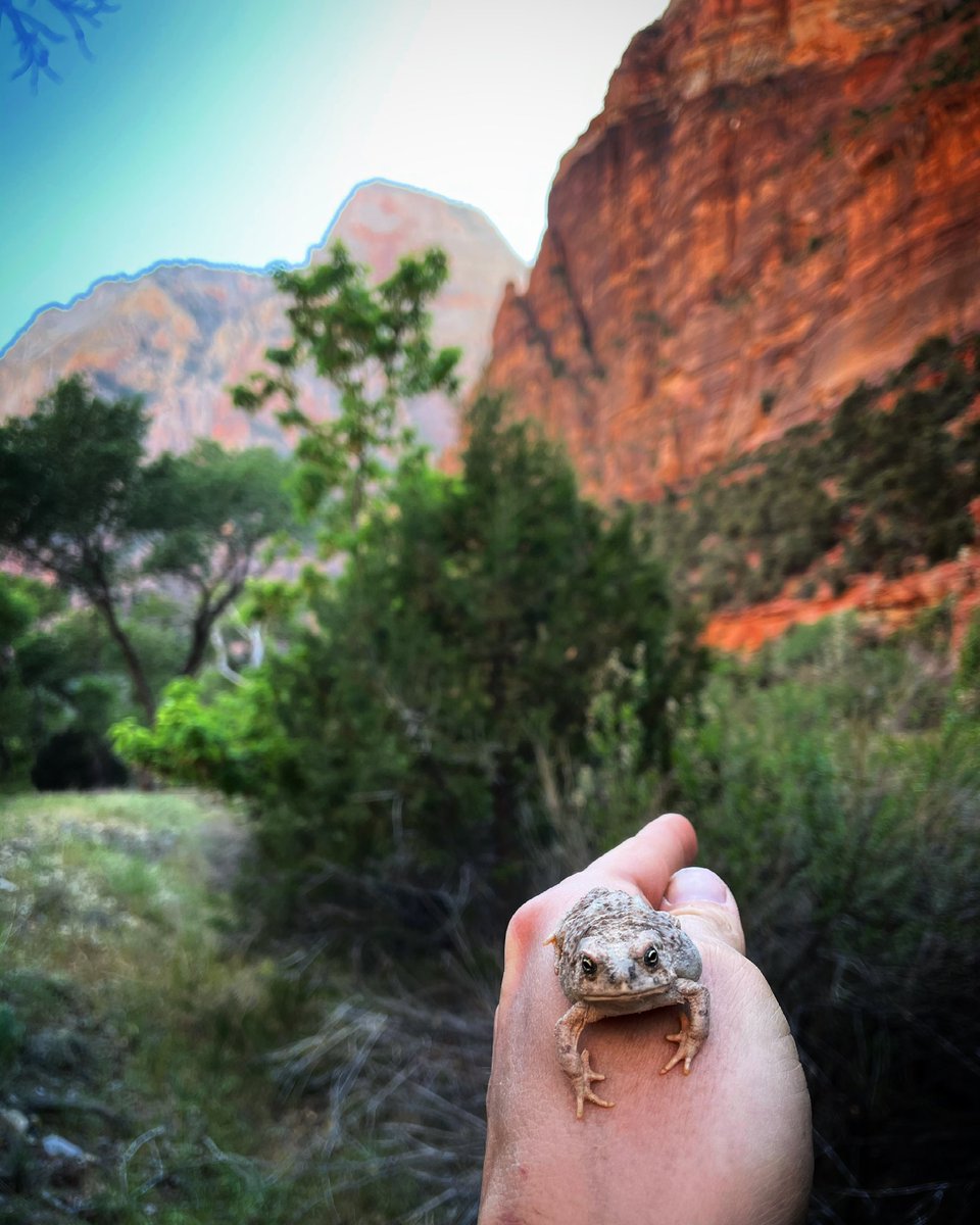 @OrianneSociety Can I come out to volunteer for a project finding amphibians in the desert ?  I’m a bit of a frogofile.  Pictured here are frogs from Puerto Rico, New York, Scotland, and Utah