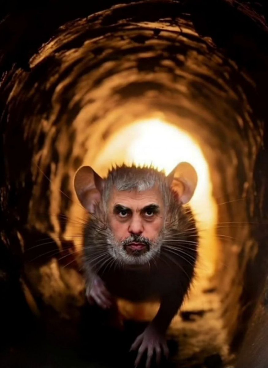 YosephHaddad's tweet photo. 🐀 https://t.co/HzgyNyXcRE