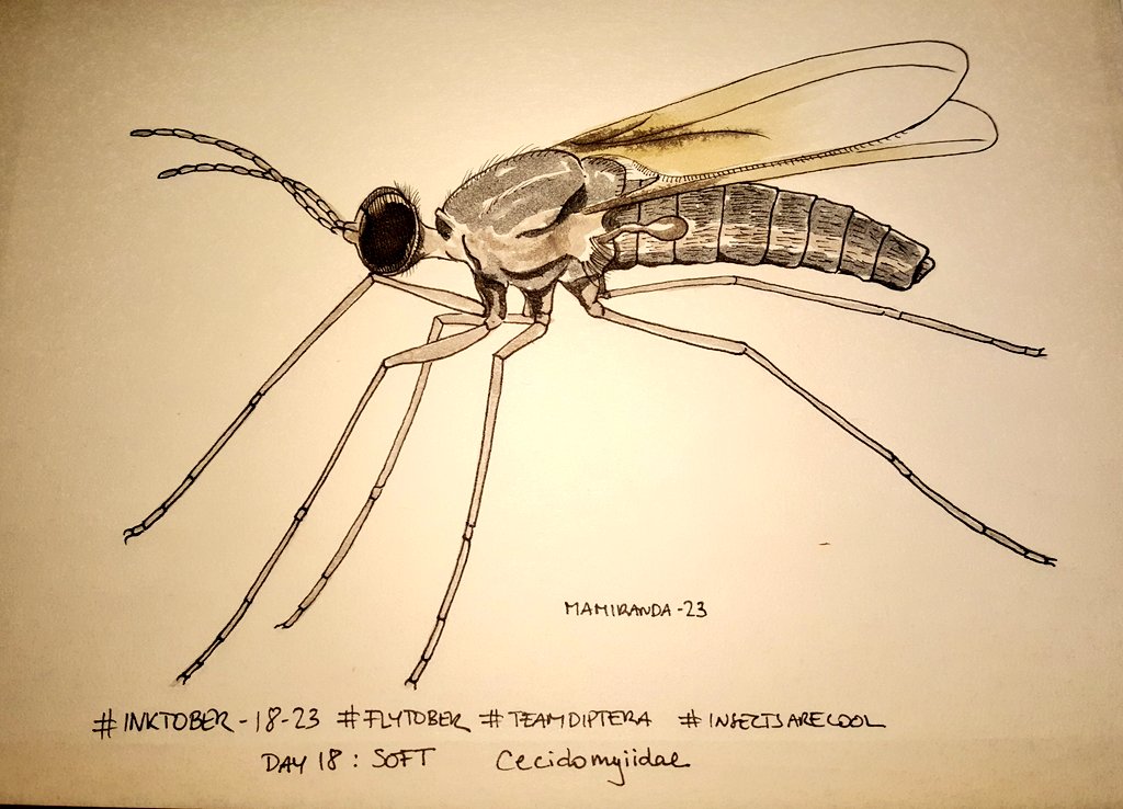 MAMirandaTweet's tweet photo. Keeping flying #inktober2023 with a new bunch of drawings from the #teamdiptera list #flytober #insectsarecool Day 17: fluffy; Day 18: soft; Day 19: rainbow; Day 20: cute https://t.co/ewrOrmEvwE
