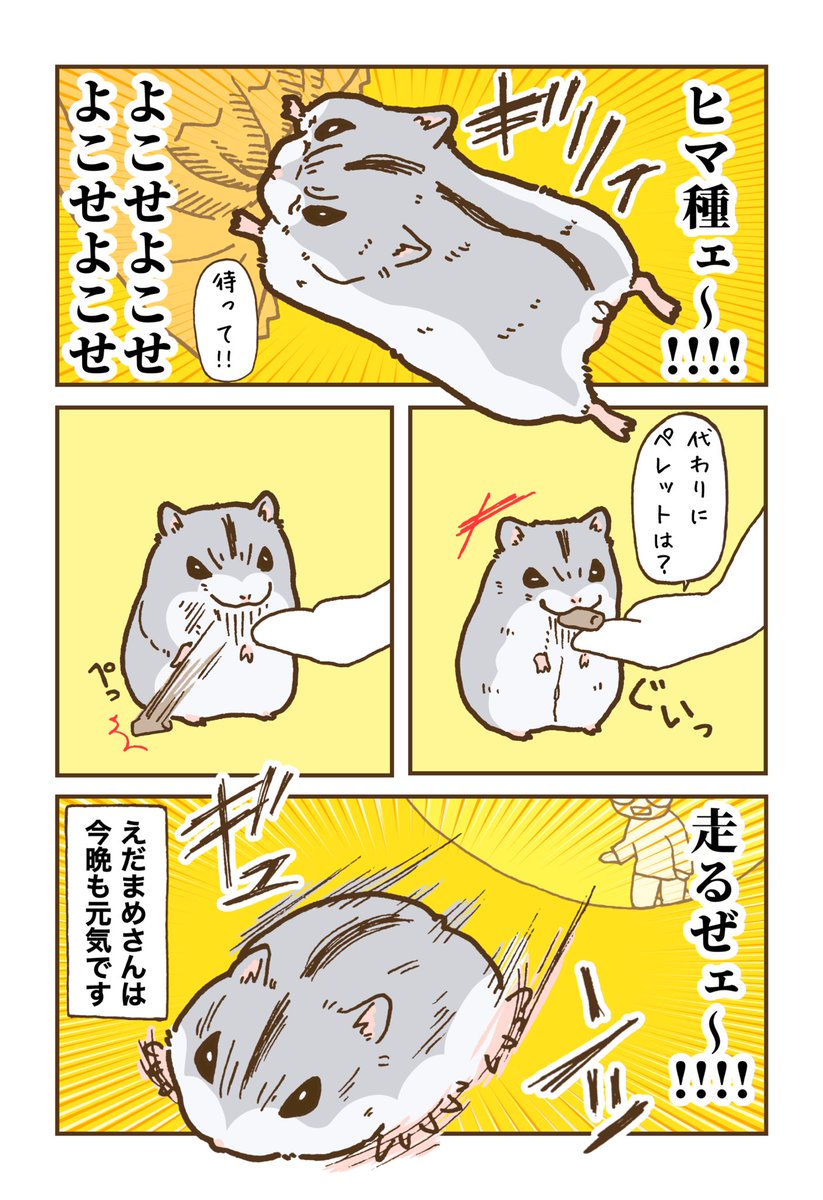 【2/2】 26日より書籍が発売されました……!!書店やAmazonで購入できます🐹🥳 (漫画を投稿してるハム垢 @yuhachi_hamster )  ▼Amazon amazon.co.jp/dp/4046829125