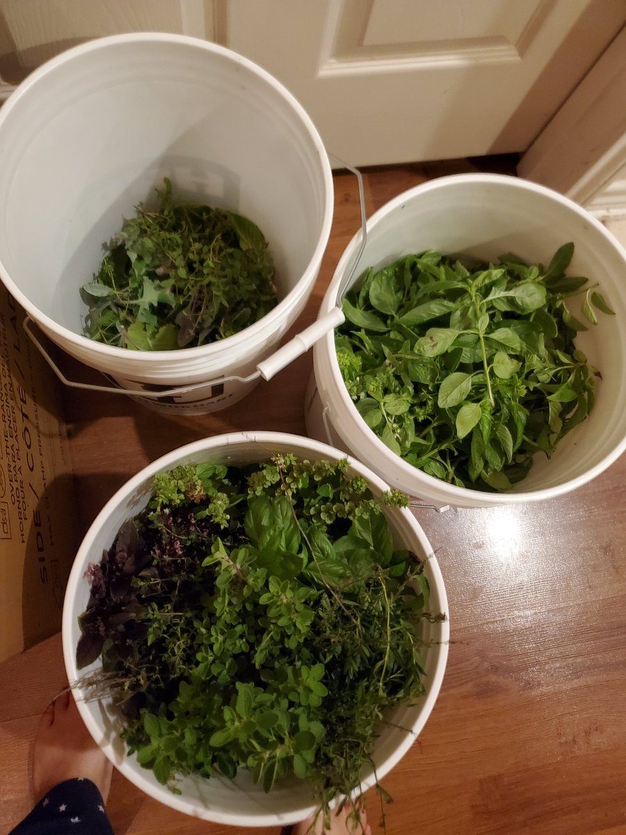 TazsaTamara's tweet image. Signs that the seasons are changing and the first freeze is upon us.  
#FirstFireofTheSeason #HerbalProcessing #HomeGrownMedicinals