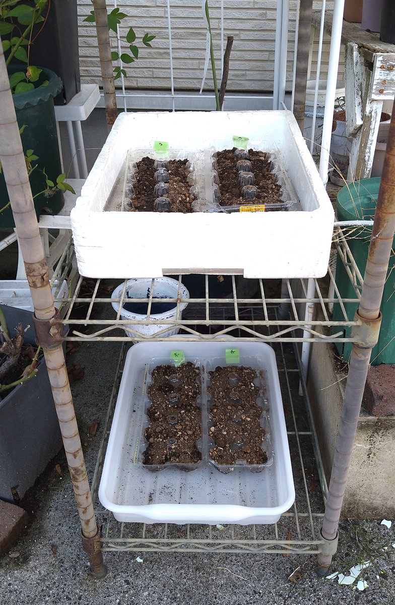 senterchoo's tweet photo. ちょっと遅いけど、ほうれん草とサラダかぶの種まいてみました。
芽出るかな…
種まき容器は卵のパックに穴開けたものでーす

#猫がいる暮らし #家庭菜園 https://t.co/kyuRIEIRji