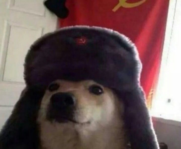 los perritos de tunja llegando a las jornadas de vacunación del nuevo alcalde: