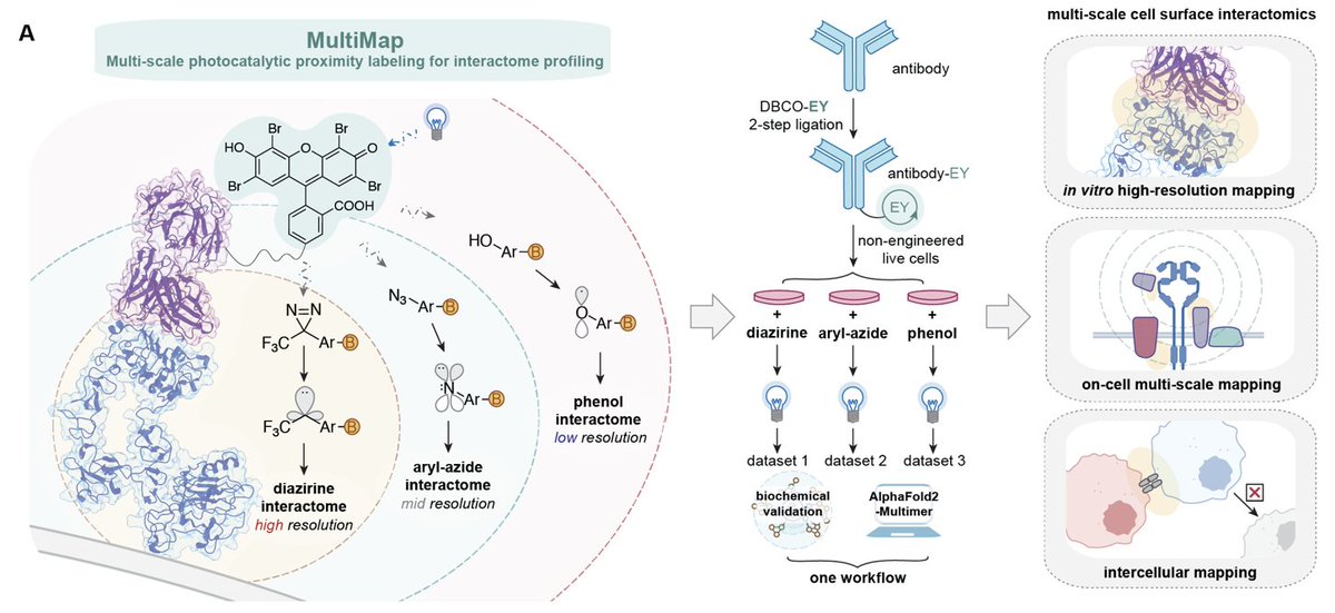Super excited to share my first postdoc preprint with <a href="/realJimWells/">Jim Wells</a> ! In this manuscript, we introduce MultiMap, an interactome profiling method with adjustable resolution that enables short, intermediate and long range labeling from a readily available photocatalyst.
