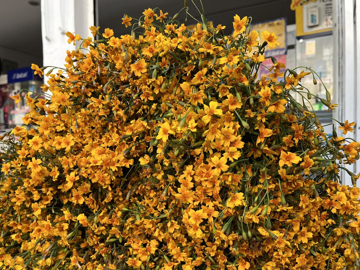 cdavidmx's tweet image. Además de cempasúchil, 🏵️ en Xochimilco se siembran y venden otras flores para la ofrenda de muertos, 💀conocidas como nubecita, sipiterna, terciopelo y cocosita. 🌷