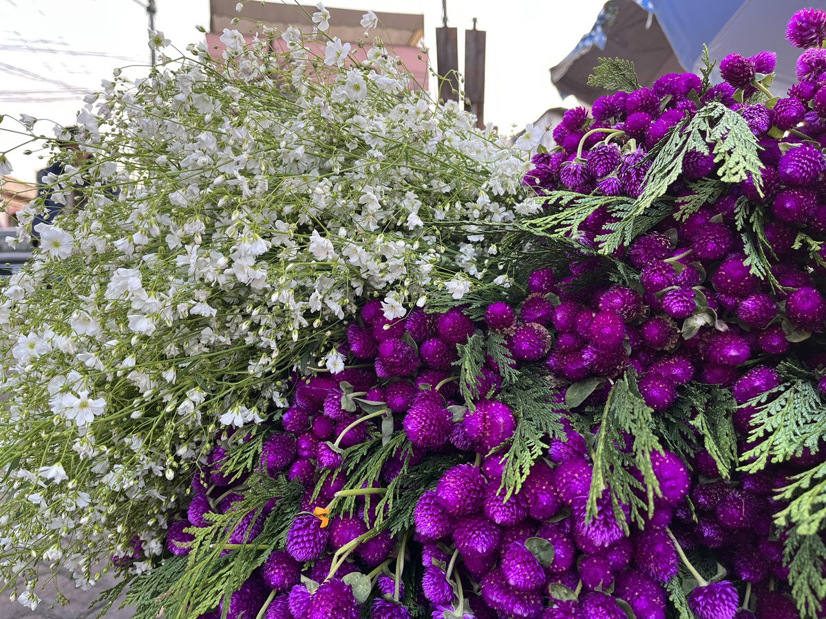 cdavidmx's tweet image. Además de cempasúchil, 🏵️ en Xochimilco se siembran y venden otras flores para la ofrenda de muertos, 💀conocidas como nubecita, sipiterna, terciopelo y cocosita. 🌷