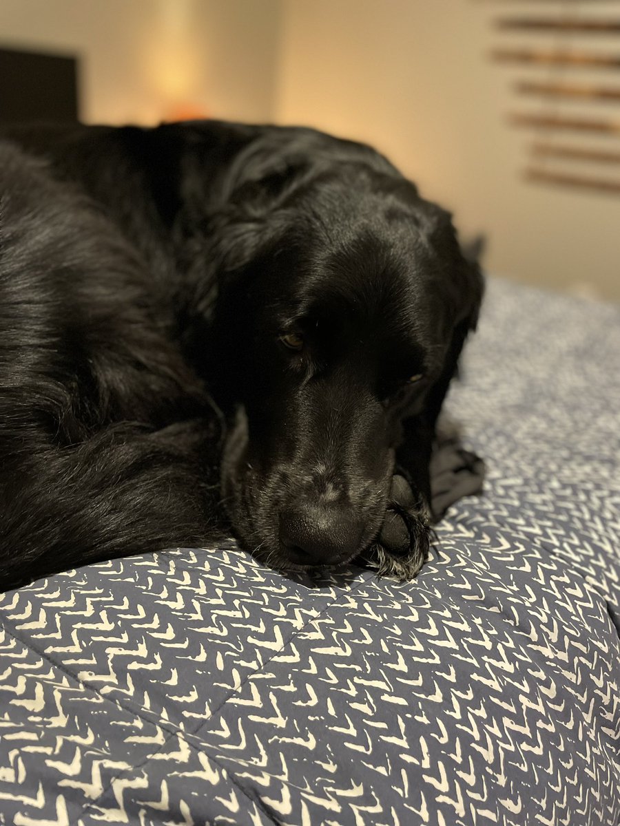 Cosmo&🌈BigSister🐶🐾 tweet media