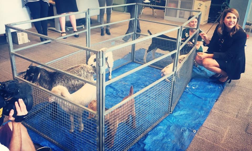 Eight years ago today ABC Perth brought in a petting zoo for my farewell and I was subsequently spoiled for life