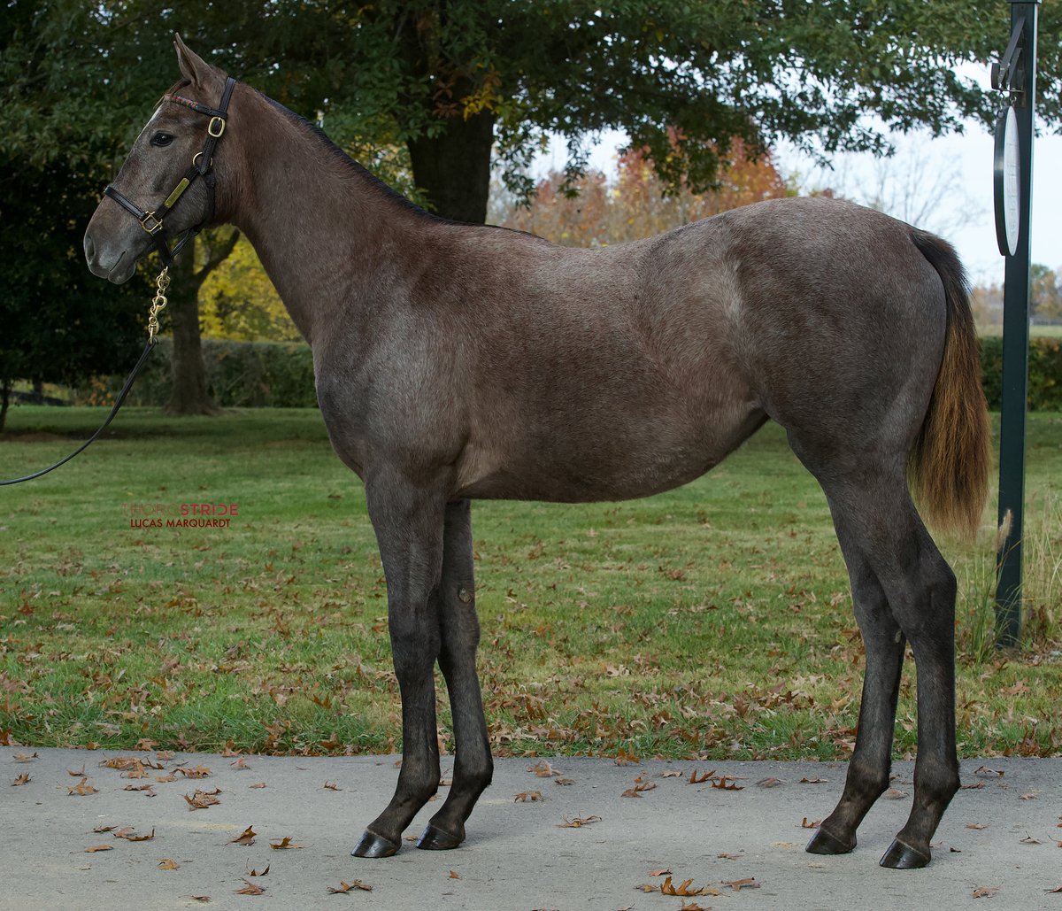 ThoroStride's tweet photo. We've filmed a handful of Essential Quality babies so far and they're looking really nice - lots of leg and length. First two are from @IndianCreekKy and go to @keenelandsales; lighter one consigned by Cara Bloodstock and heads to @FasigTiptonCo 

- @DarleyAmerica https://t.co/dCeVY5A4RA
