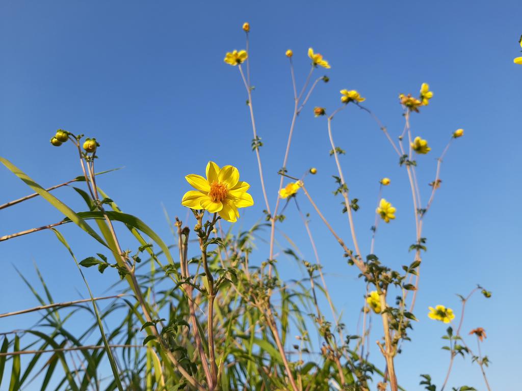 Wild Dahlia coccinea #RoofGarden