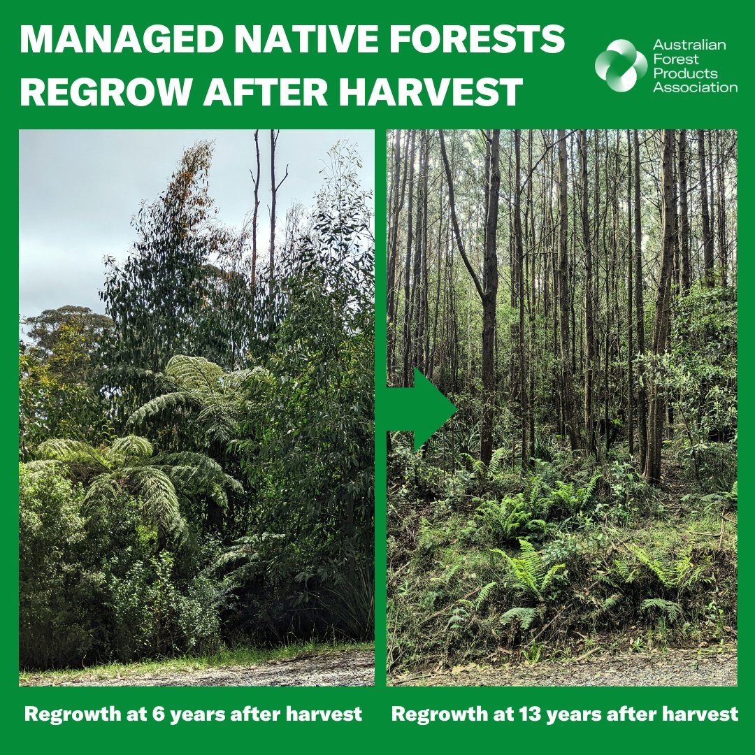Australia's native forestry methods are  the most sustainable in the world. All of our managed native forests are regrown for the future after a careful process of selective tree  harvesting for timber and wood fibre.

#forestry #timber #sustainable #renewable #climatesolution