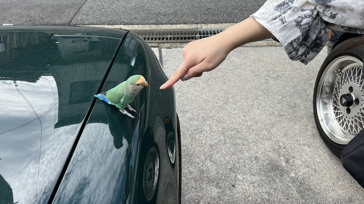 moxR4's tweet photo. ロードスターに野生のインコ？🦜が来た時の写真　なんの鳥やろ https://t.co/KYJs7PvwxG