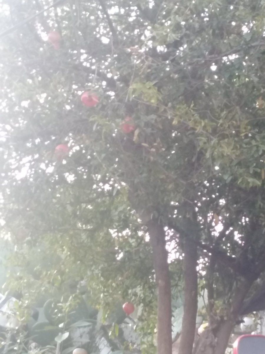 ElsaSilvaVilla's tweet photo. Gustan??
Granada y Zarzamoras recién cortadas https://t.co/nesmKlPgsA