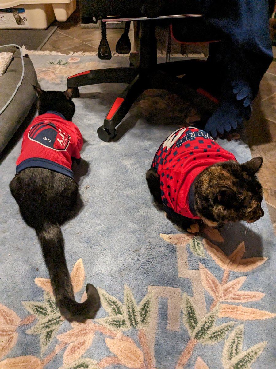 lsmalls7's tweet photo. Go City!!! This family is ready for some playoff soccer ⚽ tonight @stlCITYsc #AllForCITY @Purina 🐶😺😺👩🏽🧔🏽 https://t.co/VXkUOUMIDm