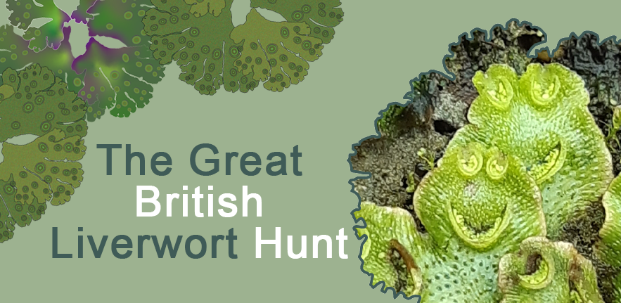 Sebastian Schornack (@dromius) on Twitter photo The Great British Liverwort Hunt - a citizen science project with <a href="/DavidJHoey/">David Hoey</a> <a href="/ilichenmoss/">George R. L. Greiff</a> and an SLCU Outreach consortium led by <a href="/Edwige_M/">Edwige Moyroud</a> contributed numerous Marchantia accessions to this work.
zenodo.org/records/100406…
slcu.cam.ac.uk/outreach/liver… The Great British Liverwort Hunt - a citizen science project with <a href="/DavidJHoey/">David Hoey</a> <a href="/ilichenmoss/">George R. L. Greiff</a> and an SLCU Outreach consortium led by <a href="/Edwige_M/">Edwige Moyroud</a> contributed numerous Marchantia accessions to this work.
zenodo.org/records/100406…
slcu.cam.ac.uk/outreach/liver…