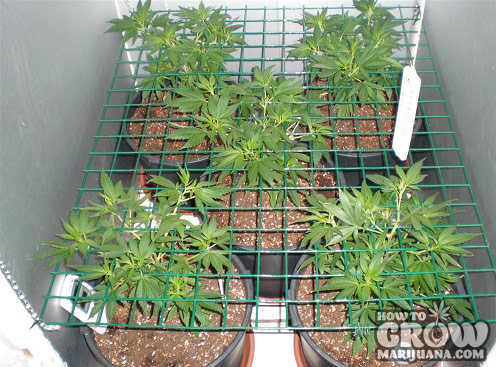 🌱 Growing Tips 🌱
-
If you want bigger buds, you need bigger and heavier plants. So, if you do not use a trellis, then your plant will struggle to grow because it won't have the strength to support itself. 
-
#GrowMarijuana #CannabisCoimmunity
