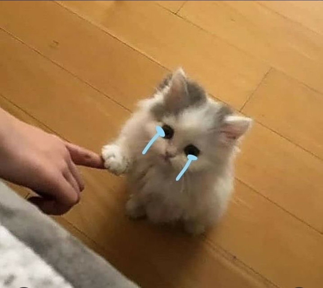 contents that ll heal your depression 🌻 (@catshealdeprsn) on Twitter photo 
