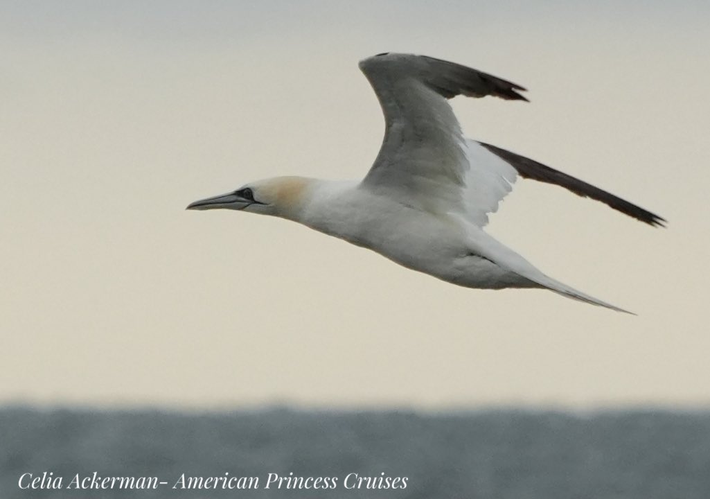 A Northern Gannet seen this afternoon. #birding #birdwatching #northerngannet