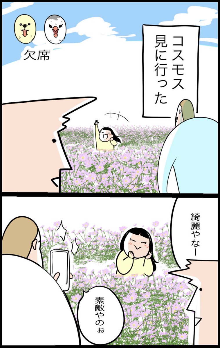 ブログかきました🌸コスモス畑!  