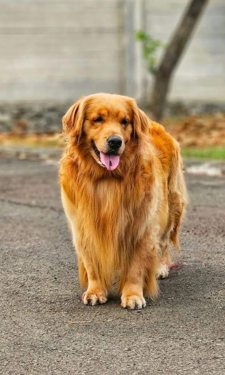 Gold_enRetriver's tweet photo. Awesome 😎
#dogs https://t.co/miifDV3KFE