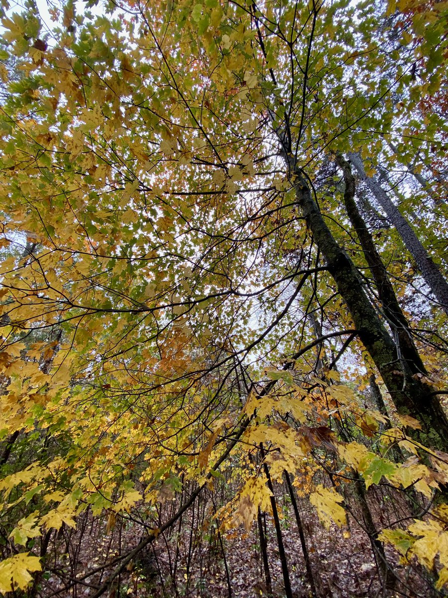 Spent the weekend with my family and had the BEST time!!  We watched the Razorbacks (men’s exhibition game) incredible victory! Then hiked this gorgeous land, playing in the rain, and also this… #FamilyTime #GetOutside #BlessedMom