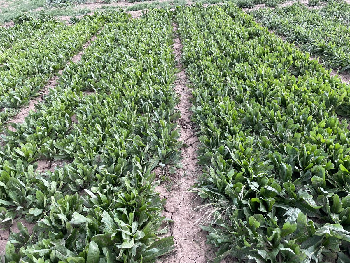 CWFS_Condo's tweet photo. The CWFS team have been monitoring the growth responses of 40 pasture varieties to drought-like climate conditions. Different seed set times, biomass levels and growth rates have been observed.
Β
Stay up-to-date at https://t.co/Mp81B8xWoA
#DLFSeeds #FutureDroughtFund
@DAFFgov https://t.co/gtmOHXwsn4