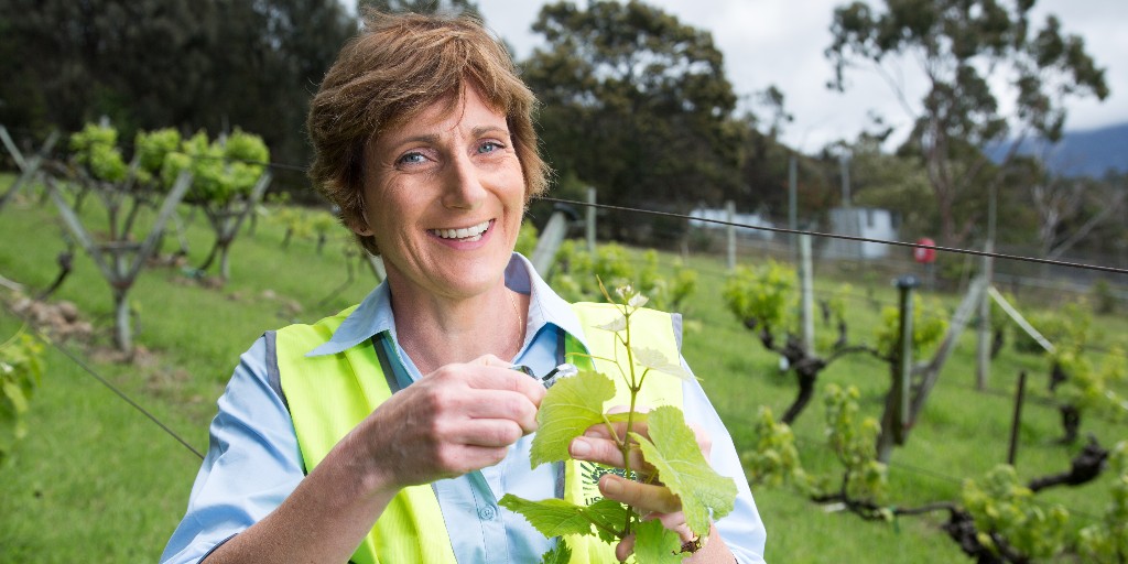 Prof Kathy Evans is working with Tassie wine grape growers to give them site-specific answers about botrytis. 

Growers will select which botrytis management practices to test on their vineyards with expert guidance from the project team. Find out more: ow.ly/jr8Z50Q0qzf