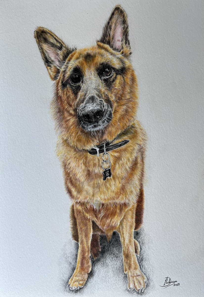 musicmysterylee's tweet photo. My latest commission for a very happy customer. My portraits make the perfect gift. For commission enquiries please DM me. #art #artist #fineart #petpotrait #pet #germanshepherd #portrait #drawing #colouredpencil #petartist #gallery #dog https://t.co/ZAinqyEXi6