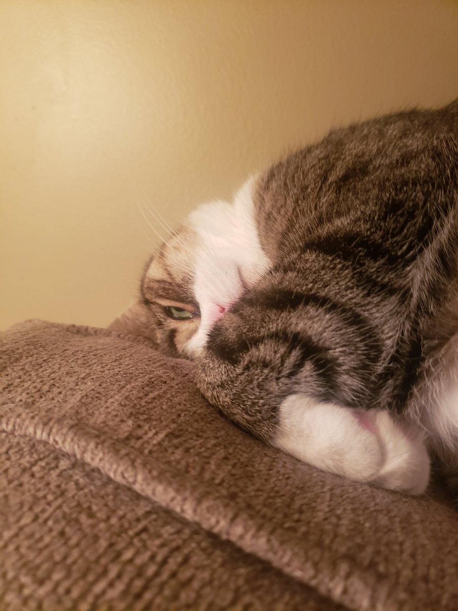 MicheleFinn1's tweet image. We tired her out during our trip to #williamsvilleny #sammo @janemferris