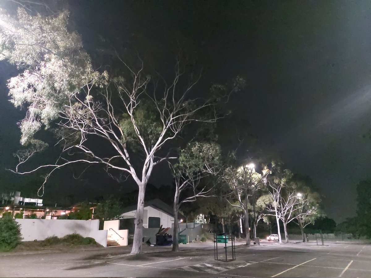 Never doubt the importance of large canopy trees in the suburbs. These spotted gum were chock a block with Grey-headed Flying-Fox feeding in the blooming flowers. You ripper! #urbantrees