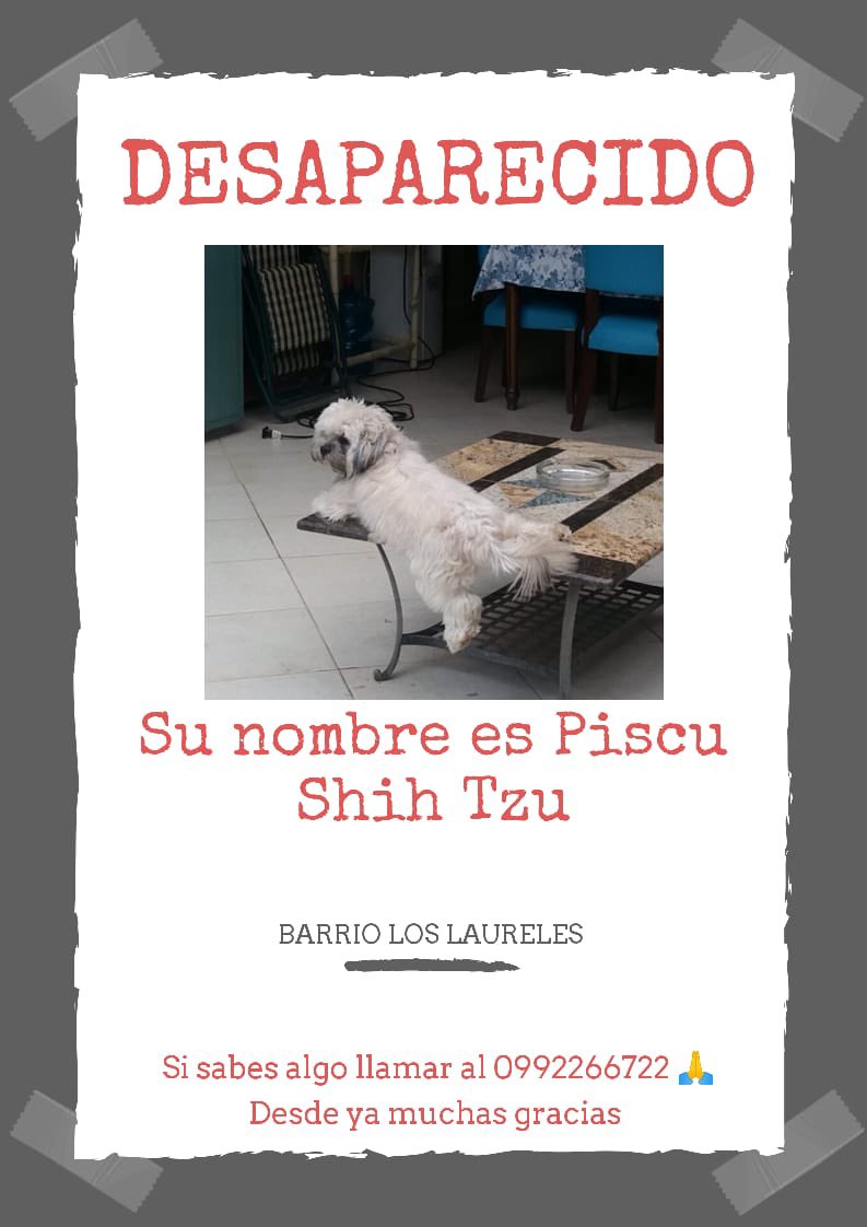 ceciagdz's tweet photo. Lo buscan ! Porfa 🙏🏻 repost 

@hector_rubin @edithortizg https://t.co/0I17T2yMqs