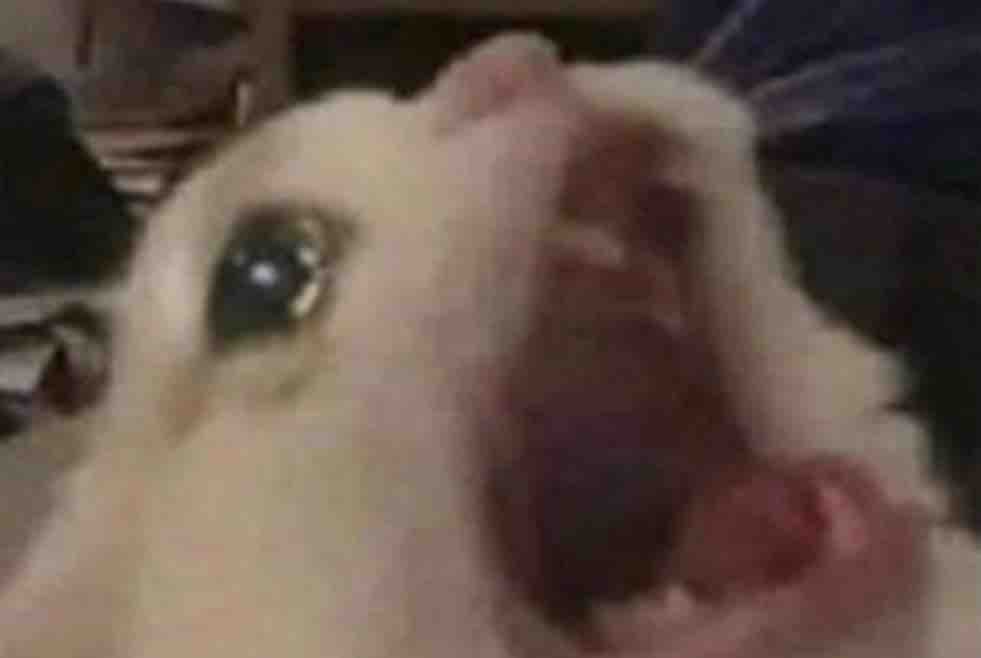La película de terror: *Empieza*

Absolutamente nadie

Yo: ya me dió miedo, quítalaaaaaa!!