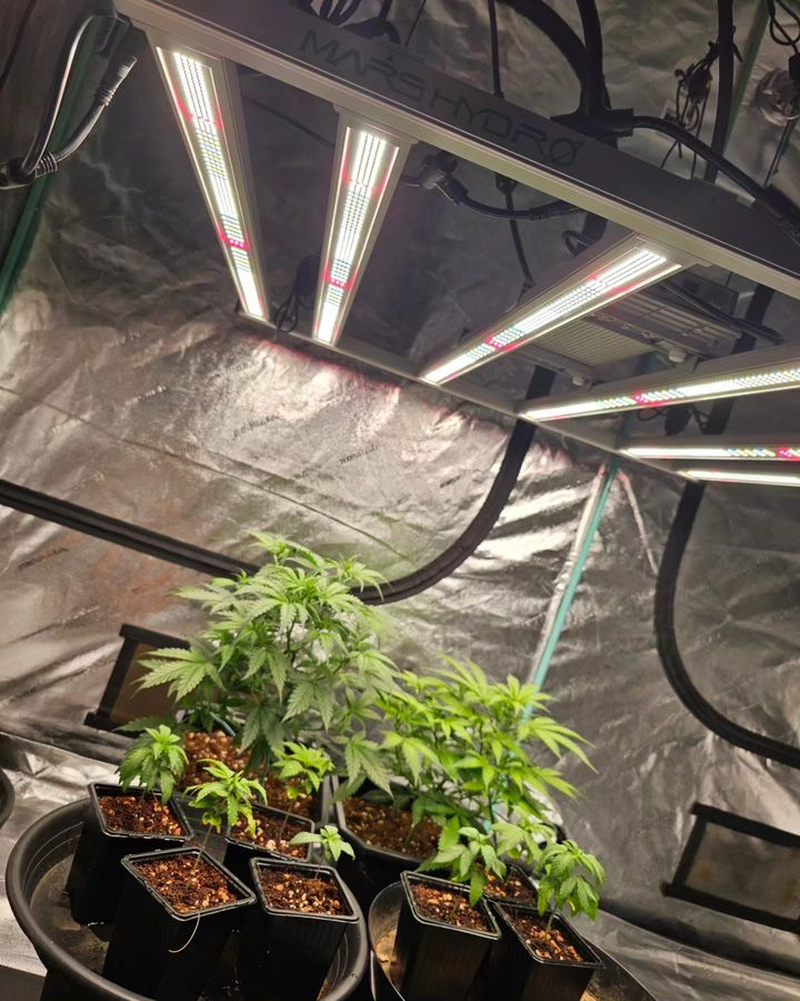 Coco_Pan2022's tweet photo. #FCE4800 480Watt #smartbarlight The use of new technology is core to our https://t.co/KtbaKBxvc6 we creat the bar light #cannbiscommunity https://t.co/KhPdcnpoDy