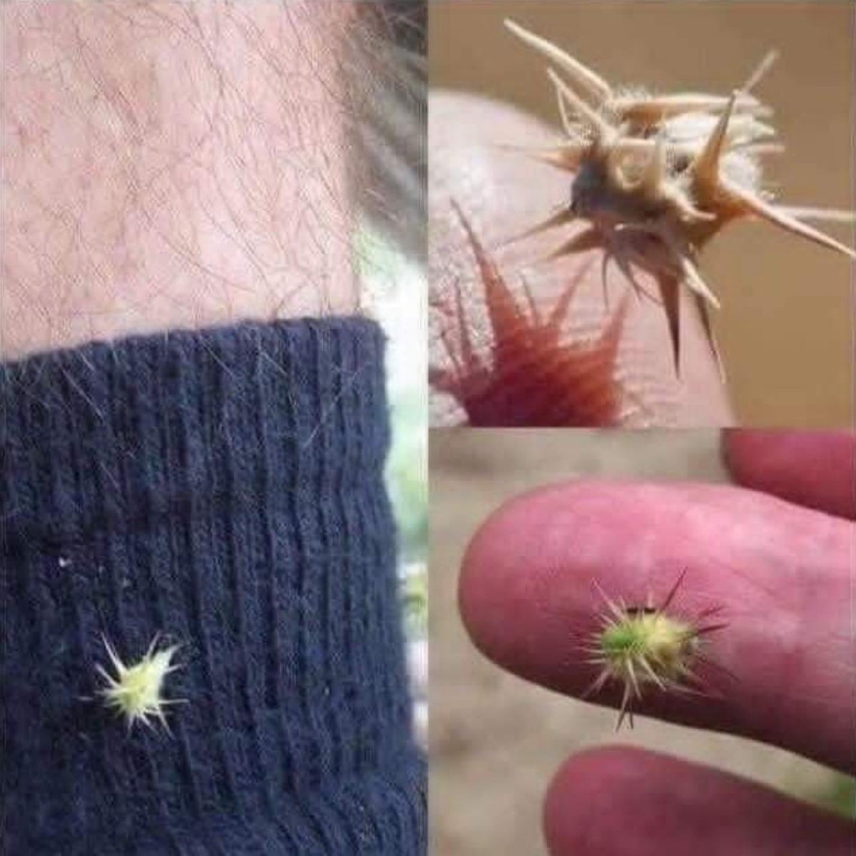 Enséñame de Ciencia tweet media