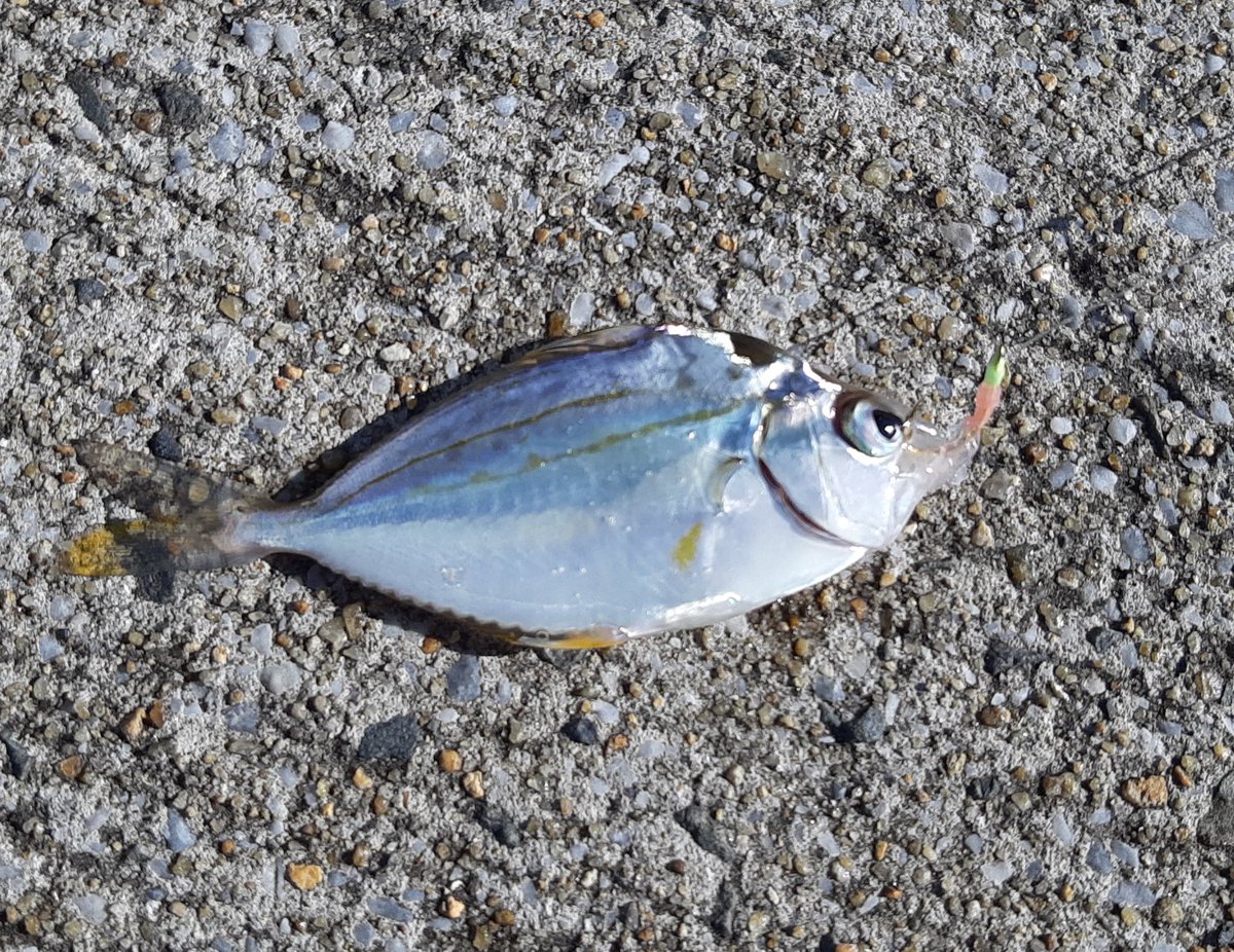 朝から釣りにきてます。
秋晴れが心地好い～☀️
ガガビラちゃんが入れ食い🐟
太刀魚はドラゴンに届かず😭

#釣り #太刀魚 #ガガビラ #中性脂肪
