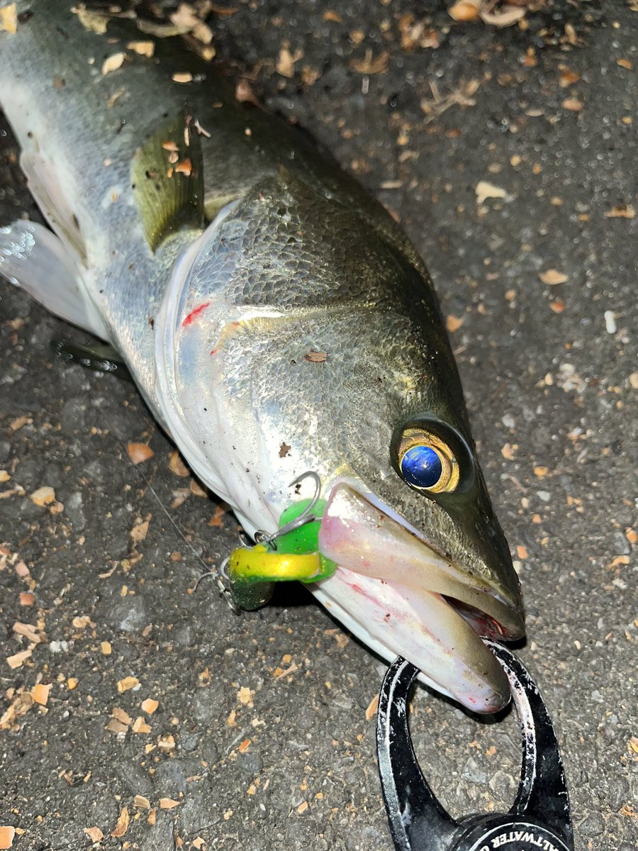 PACORIN85's tweet photo. ジョルティminiでドン🎣
丸呑み🐟
最後の最後ででかいのバラしたー😫
帰りは睡魔との戦い🚗
#湾奥シーバス #ジョルティmini #ジョルティはエサ https://t.co/K3oykpfqw7