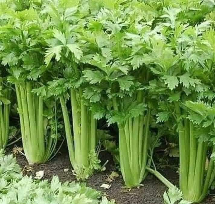vibracosmos's tweet photo. 💚ESTA PLANTA LIMPIA DE UN SOL0 G0LPE LA PIEL, LA SANGRE, LOS RIÑONES, EL HÍGADO, Y MÁS... Ver más información en el link..👇👇
https://t.co/ti7RFTLiBt https://t.co/M2q3XAqzjx