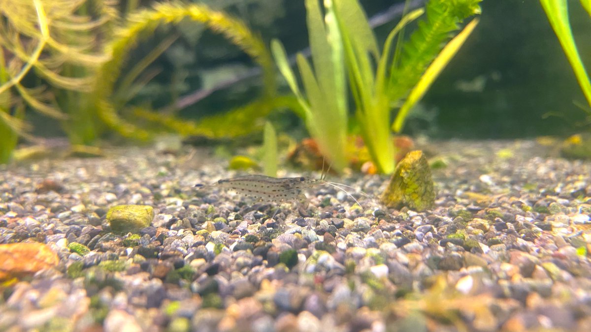 おはようございます～！
今週もコツコツやっていきたい。
そう、水槽にいるエビのように🦞*

月曜日って11:00くらいにお腹すきません？
なんでやろう…🤸🏻‍♀️

#MJS #MJS名古屋
#企業公式秋のフォロー祭り
#企業公式相互フォロー 
#企業公式が朝の挨拶を言い合う