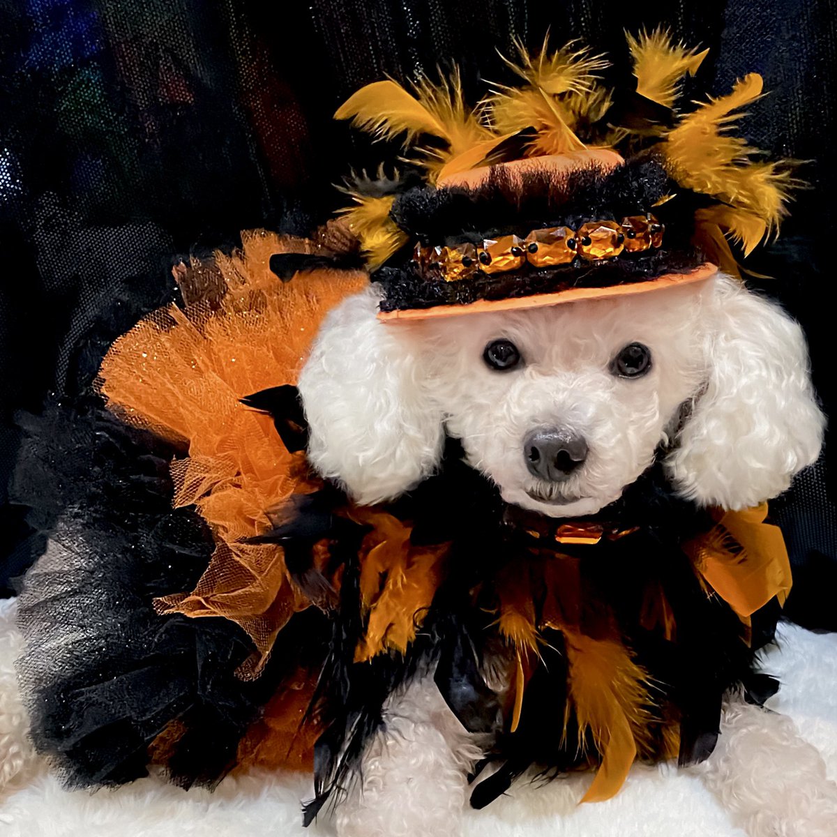 2 days to Halloween 
#dog #Halloween2023 #halloweencountdown #halloween
#halloweencostume #dogsoftwitter
#dogs #dogfashion