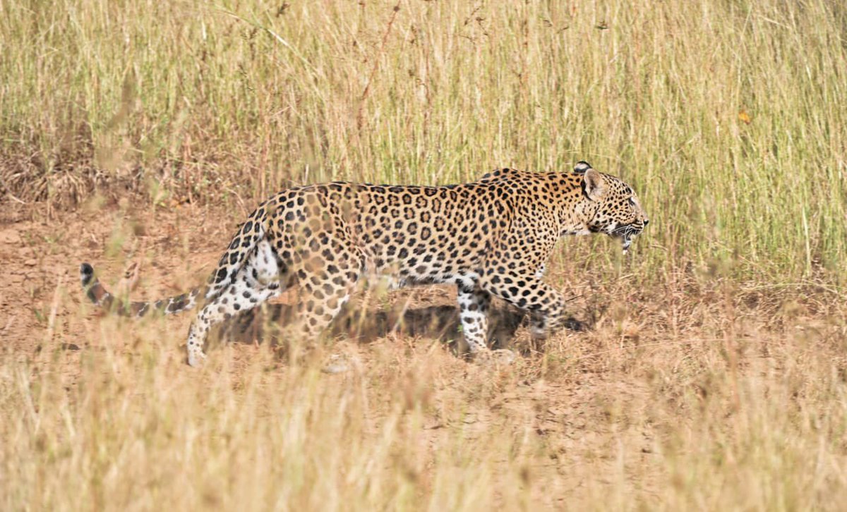 wii_india's tweet photo. 19th batch MSc Wildlife Science are on Wildlife Techniques Exercise at Panna Tiger Reserve.On the day 1 (29/10/2023), explored the landscape, saw many wildlife, interacted with field officer and got to the kind of equipment used in field. @wii_india @mpforestdept @moefcc @vrtiwari1 @kramesh95 @himalayanwolf1 @PannaTigerResrv