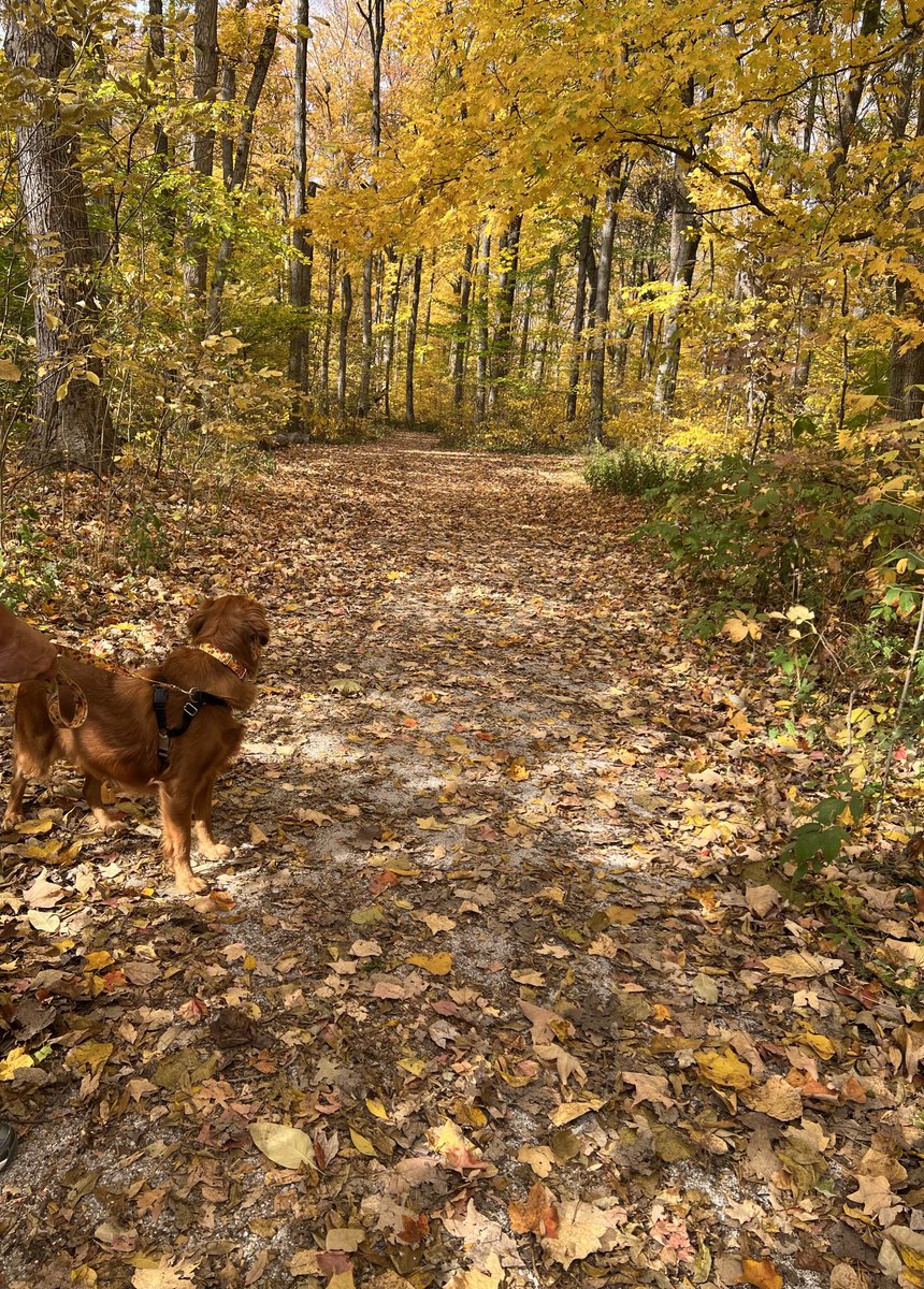 JustGoldens's tweet photo. Dad, Mom and I took a nice walk on a beautiful Fall afternoon. The autumn leaves are as lovely as spring flowers. #Samantha #Sammie #fallwalk #autumnleaves #dog #goldenretriever #dogsoftwitter #fallfun https://t.co/X59kD90XY1