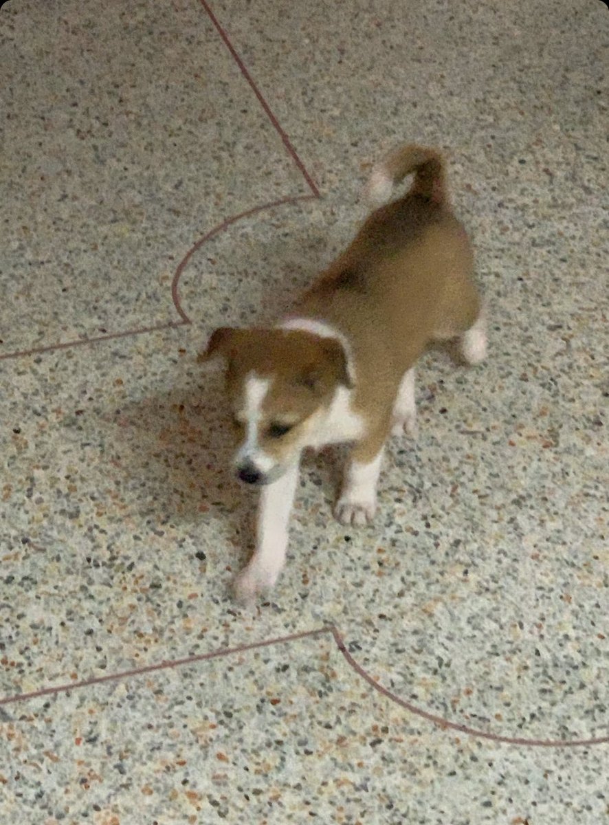 หาบ้านให้น้องหมา น้องน่าจะเป็นพันธ์ไทย
เพื่อนของเราไปเจอมาแล้วรับมาเลี้ยงชั่วคราว ใครอยากรับน้องไปเลี้ยงdmมาเลยคั้บ ขอคนที่สะดวกนัดรับ ขอคนที่พร้อมเลี้ยงนะคั้บผมม #หาบ้านให้น้องหมา