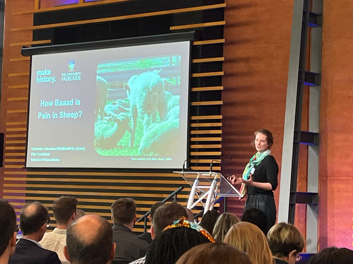 prof_hutchinson's tweet photo. How Baaaaad is pain in sheep? @CJohnston812 delivered a spectacular presentation to #PainAdelaide23 about her PhD research project at @UniofAdelaide - huge opportunities if we can measure what we are talking about. @ScienceAU https://t.co/d0rXwXT5LI